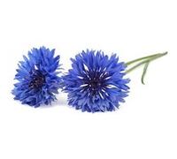 Click & Grow Bleuet / 3-pack - Capsules de fleurs décoratives pour jardin d’intérieur intelligent G