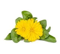 Click & Grow Calendula / 3-pack - Capsules florales pour jardin d’intérieur intelligent G