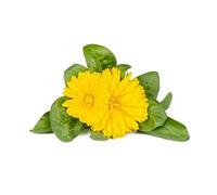 Click & Grow Calendula / 3-pack - Capsules florales pour jardin d’intérieur intelligent G