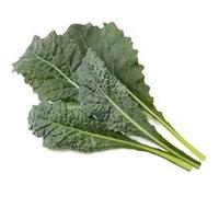 Click & Grow Italian Kale / 3-pack G