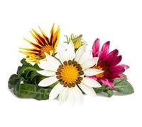 Click & Grow Gazania / 3-pack - Capsules florales éclatantes pour jardin d’intérieur intelligent G