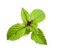 Click & Grow Gousses De Plantes À La Cannelle Et Au Basilic
