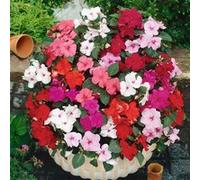 EMSA Click and Grow - Smart Garden Refill 3-Pack - Busy Lizzie (SGR1X3)