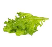 Click & Grow Laitue feuille de chêne / 3-pack - Capsules de salade pour jardin d’intérieur intelligent G