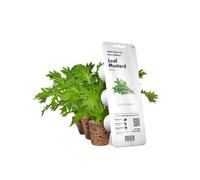 Click and Grow Smart Garden Capsules de Moutarde Brune, Pack de 3 Capsules