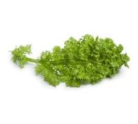 Click & Grow Moutarde wasabi / 3-pack - Capsules de feuilles piquantes pour jardin d’intérieur intelligent G