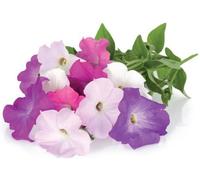 Click & Grow Pétunia / 3-pack - Capsules de pétunias décoratifs pour jardin d’in