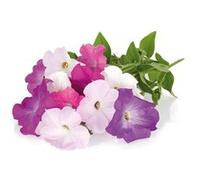 Click & Grow Pétunia rose / 3-pack - Capsules florales pour jardin d’intérieur intelligent G