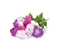 Click & Grow Pétunia rose / 3-pack - Capsules florales pour jardin d’intérieur intelligent G