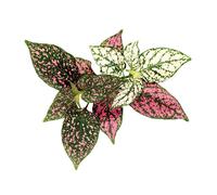 Click & Grow Plante Aux Ephelides