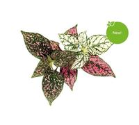 CLICK & GROW PLANTE AUX EPHELIDES (SGR48X3) SG-036