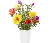 Click & Grow Pourpier fleuri / 3-pack - Capsules de fleurs décoratives pour jardin d’intérieur G