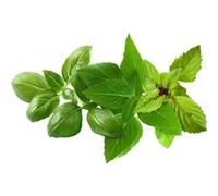 Click & Grow Recharge Mix de Basilics - 9 Capsules (3x3) pour Jardin Intelligent G