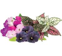 Click & Grow Recharge Mix de Fleurs Eclatantes - 9 Capsules (3x3) pour Jardin Intelligent