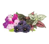 Click & Grow Recharge Mix de Fleurs Eclatantes - 9 Capsules (3x3) pour Jardin Intelligent