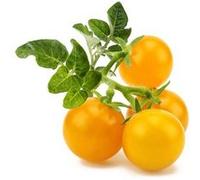 Click & Grow SGR57x3 3 pièce(s) Tomate cerise Kit de démarrage