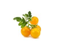 Click & Grow Tomate jaune / 3-pack - Capsules de tomates cerises jaunes pour jardin d’intérieur intelligent G
