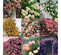 Climbing Rose Seeds for Planting Outdoors,Mixed Climbing Vine Rose Flower Seeds for All Seasons (300PC,Mixed)