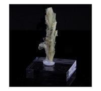 Clinozoisite. 14.10 Ct. Marine De Scala, Canari, Haute-Corse, France.