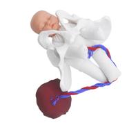 CLISPEED 1ensemble Modèle Pelvienne Féminine Pour Démonstration De Accouchement Outil De Simulation Pour Étudiants Médecine Et Formation Avec Fœtus Cordon Ombilical Et Placenta