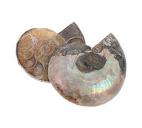 CLISPEED 2 pièces Pendentif Fossile Ammonite Naturel de Conque Fendue avec Effet de Lune pour Collectionneurs et Décoration Feng Shui
