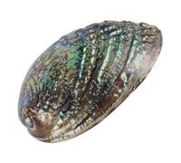 CLISPEED Coquillage Naturel Brillant 10-12 CM Coquille d'Ormeau pour Bijoux DIY Décoration Accessoires Naturels