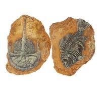 CLISPEED Décor de Terrarium Réaliste 2 Pièces en Résine Fossiles de Trilobites pour Reptiles, Design Créatif et Solide, pour Habitat de Reptiles et Paysage Intérieur