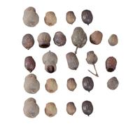 CLISPEED Mini Fruits Secs Naturels pour Décoration de Noël Lot de 24 Pièces Taille Aléatoire pour Couronne Guirlande et Cadre Photo Accessoire Rustique pour Fêtes et DIY