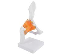 CLISPEED Modèle Anatomique D'articulation Fémorale en Pvc Support Blanc, Aide Visuelle pour Formation Médicale en Écoles et Hôpitaux, Outil Pédagogique Précis