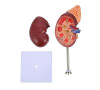 CLISPEED Modèle Anatomique De Rein Détachable pour Cours De Biologie Et Démonstration Médicale Accessoire Éducatif Corps Humain Outil Pratique pour Écoles Et Hôpitaux