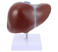CLISPEED Modèle Anatomique du Foie Humain avec Base en Pvc Réaliste pour Enseignement de L'anatomie et Physiologie, Outil Éducatif pour Étudiants