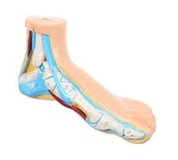 CLISPEED Modèle Anatomique Du Pied Vinyle Enseignement Physiologie Anatomie Médicale Affichage Réaliste Structure Musculaire et Osseuse Outil Pédagogique pour Écoles et Étudiants