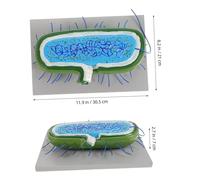 CLISPEED Modèle Cellulaire Bactérienne pour Enseignement Biologie Outil Pédagogique Visuel Attrayant pour Écoles et Aide à Apprentissage des Micro-organismes