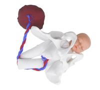 CLISPEED Modèle pelvienne réaliste avec cordon ombilical et placenta, simulateur de processus d'accouchement pour étudiants en et enseignement de l'anatomie du bassin, 1