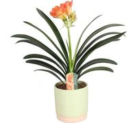 Clivia miniata env. 40 cm Clivia à feuilles en lanières - plante d'intérieur & plante verte d'entretien facile pour les endroits clairs - décorative & durable