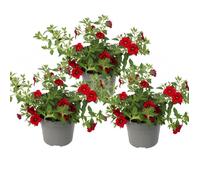 Cloches magiques - mini pétunia suspendu - Calibrachoa - pot 12cm - set de 3 plantes - rouge