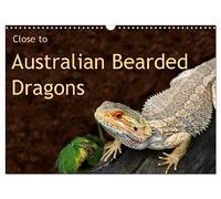 Close to Australian Bearded Dragons (Wall Calendar 2026 DIN A3 landscape), CALVENDO 12 Month Wall Calendar: Fantastic close-up photography of ... Dragons. The big lizards with personalities.