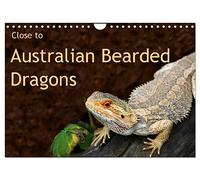 Close to Australian Bearded Dragons (Wall Calendar 2026 DIN A4 landscape), CALVENDO 12 Month Wall Calendar: Fantastic close-up photography of ... Dragons. The big lizards with personalities.