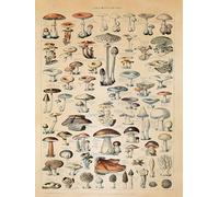 Close Up Adolphe Millot Champignons Impression d'art - Poster éducatif vintage - Décoration murale - Espaces de champignons au look antique - 30 x 40 cm