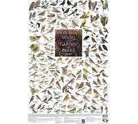 Close Up Lot de 20 posters plastifiés avec motif oiseaux des jardins et des parcs d'Europe (60 cm x 90 cm) + bandes tesa Powerstrips® originales
