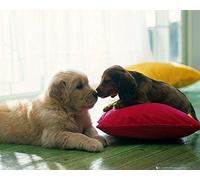 Close Up Poster Bisou Entre Chiots (50cm x 40cm)