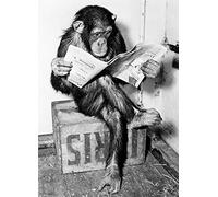 Close Up Poster Chimpanzé lit Le Journal - Chimpanzee Reading Newspaper (36cm x 50cm)