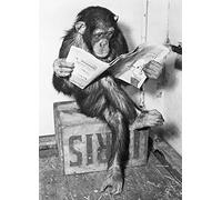 Close Up Poster Chimpanzé lit Le Journal - Chimpanzee Reading Newspaper (61cm x 91,5cm)