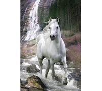 Close Up Poster de Cheval. (61cm x 91,5cm) + 2 tringles Transparentes avec Suspension