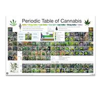 Close Up Tableau périodique du Cannabis en Anglais (91,5cm x 61cm)
