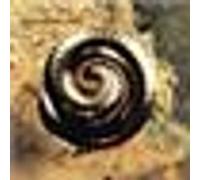 Nine Inch Nails – Closer to God