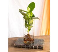 Clusia en hydroculture et son vase