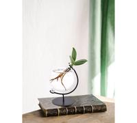 Clusia en hydroculture support et vase