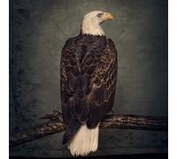 Clutch Book of Bad Decisions (CD) with Book
