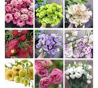 CMBJXL 500 graines d'Eustoma, eustoma de Couleurs mélangées, Peuvent être cultivées Toute l'année, faciles à cultiver, Belles Fleurs, adaptées aux Jardins et aux balcons